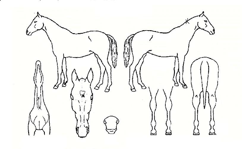 �䵿������ ����,���,�޸�,�λ�,�ٸ��� Ư¡����