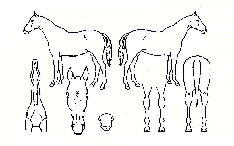 ���Ϸ�Ʈ������ ����,���,�޸�,�λ�,�ٸ��� Ư¡����