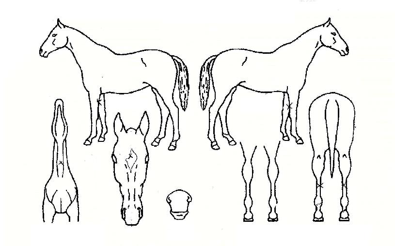 �⸷�������� ����,���,�޸�,�λ�,�ٸ��� Ư¡����