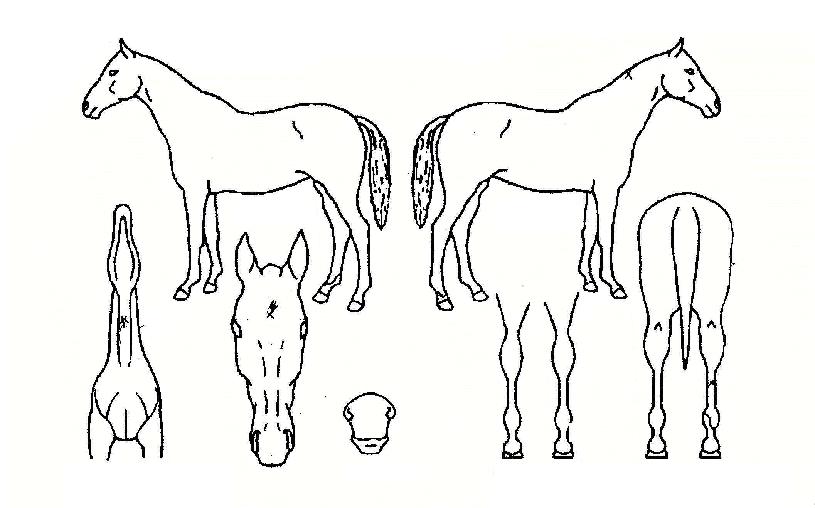 �ϴ��ǿ����� ����,���,�޸�,�λ�,�ٸ��� Ư¡����