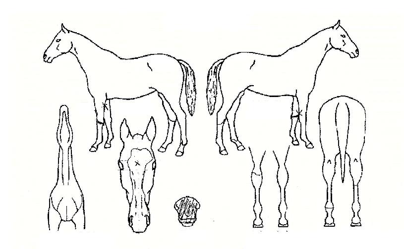 ǳ����� ����,���,�޸�,�λ�,�ٸ��� Ư¡����