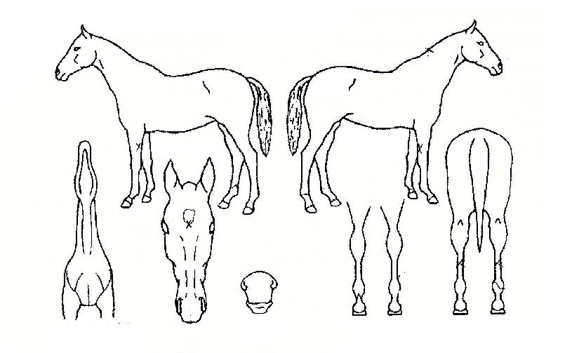 �۷θ������� ����,���,�޸�,�λ�,�ٸ��� Ư¡����