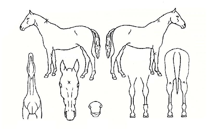 ����ũ������ ����,���,�޸�,�λ�,�ٸ��� Ư¡����