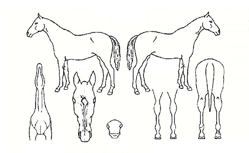 �Ҳɳ����� ����,���,�޸�,�λ�,�ٸ��� Ư¡����