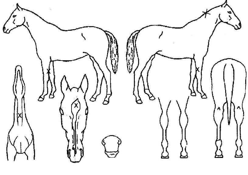 ·ÎÁî¶óÀÎÀÇ Ãø¸é,¿ì¸é,µÞ¸é,µÎ»ó,´Ù¸®ÀÇ Æ¯Â¡µµÇØ