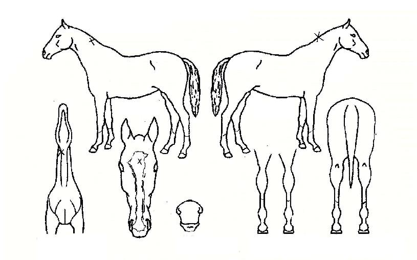 �����̸Ӹ��� ����,���,�޸�,�λ�,�ٸ��� Ư¡����