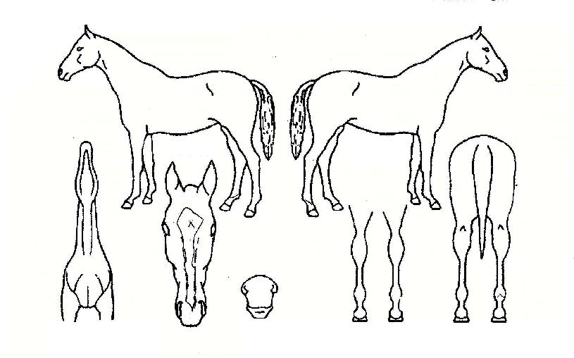 ���ѿ������� ����,���,�޸�,�λ�,�ٸ��� Ư¡����