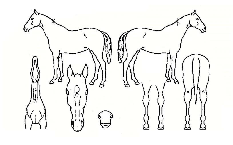 ��������� ����,���,�޸�,�λ�,�ٸ��� Ư¡����