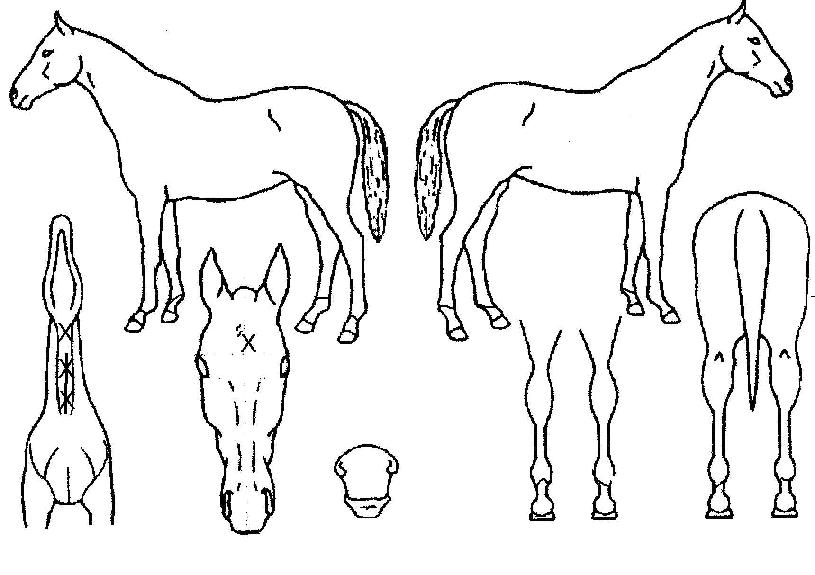 ���̷�������� ����,���,�޸�,�λ�,�ٸ��� Ư¡����