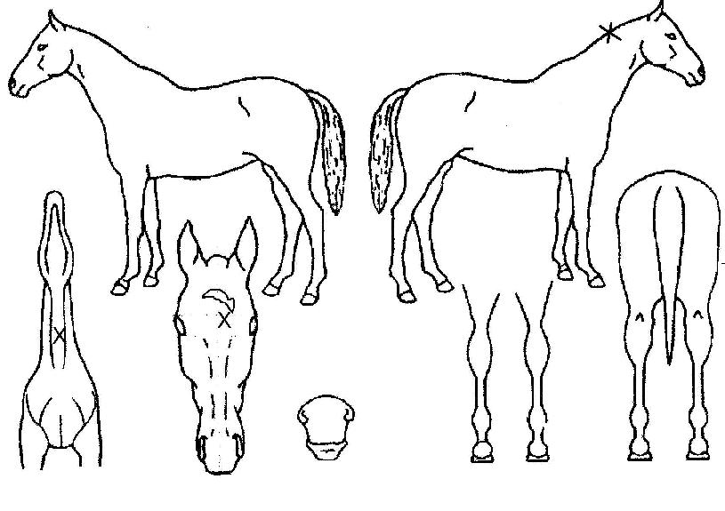 ������� ����,���,�޸�,�λ�,�ٸ��� Ư¡����