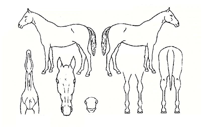 ¼¾Æ®·²ÄÚ½ºÆ®ÀÇ Ãø¸é,¿ì¸é,µÞ¸é,µÎ»ó,´Ù¸®ÀÇ Æ¯Â¡µµÇØ