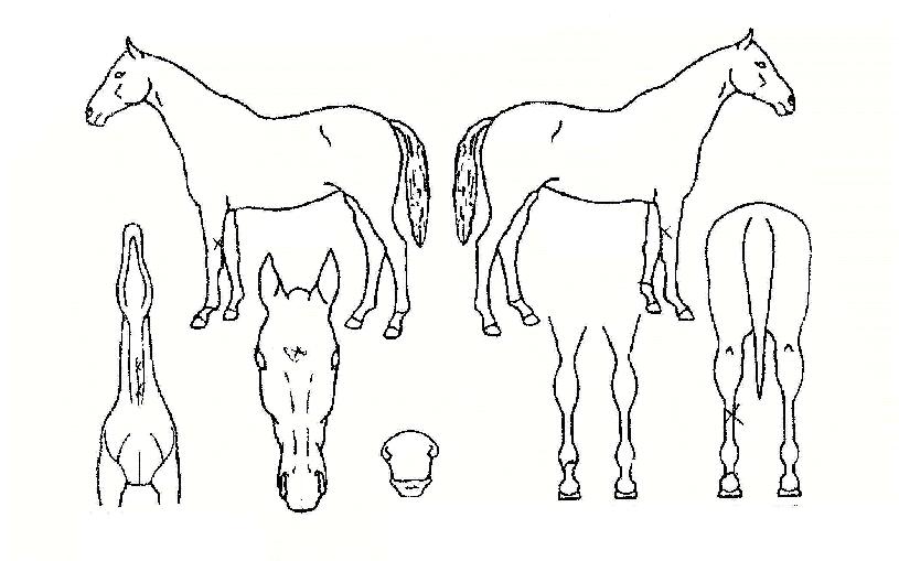 �����ܽ�Ÿ�ڸ��� ����,���,�޸�,�λ�,�ٸ��� Ư¡����