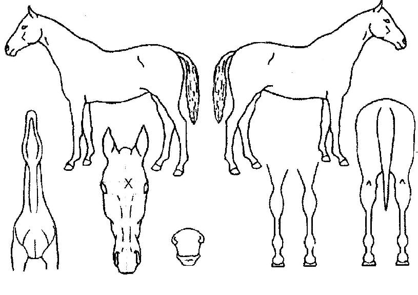 ¾îº¸¿ìÅõµå¸²ÀÇ Ãø¸é,¿ì¸é,µÞ¸é,µÎ»ó,´Ù¸®ÀÇ Æ¯Â¡µµÇØ