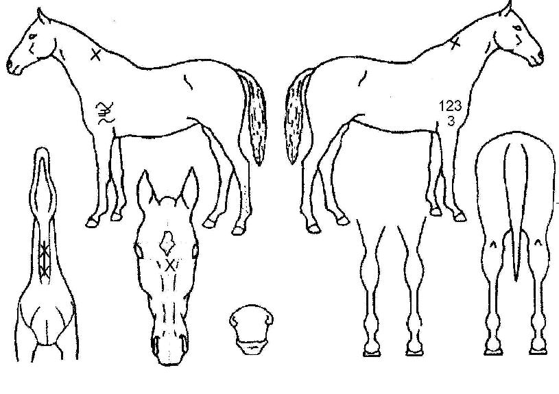 ÄíÄ«ÀÇ Ãø¸é,¿ì¸é,µÞ¸é,µÎ»ó,´Ù¸®ÀÇ Æ¯Â¡µµÇØ