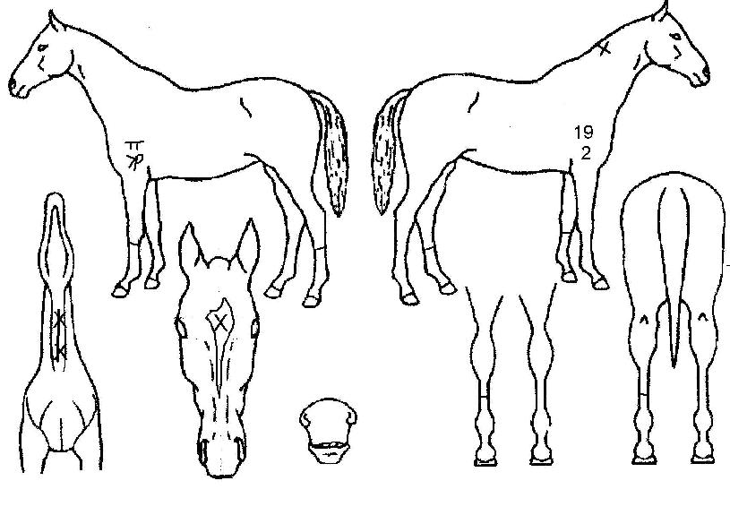 ÆÐ¼Ç¾ÖµñÆ®ÀÇ Ãø¸é,¿ì¸é,µÞ¸é,µÎ»ó,´Ù¸®ÀÇ Æ¯Â¡µµÇØ