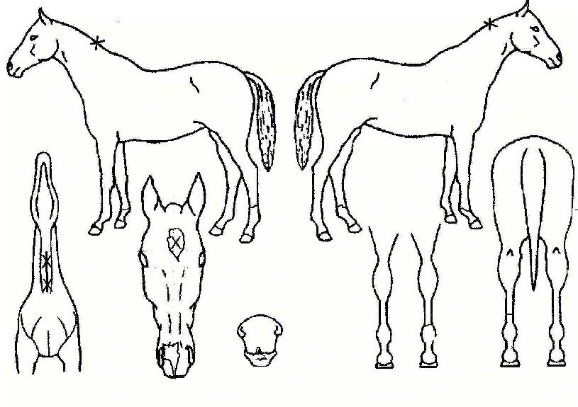 �������������� ����,���,�޸�,�λ�,�ٸ��� Ư¡����