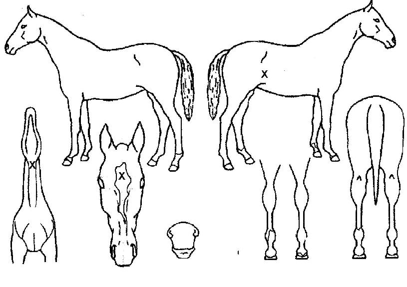 Ʈ�����ý�ī���� ����,���,�޸�,�λ�,�ٸ��� Ư¡����