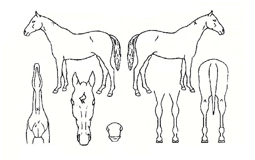 �޸��������� ����,���,�޸�,�λ�,�ٸ��� Ư¡����