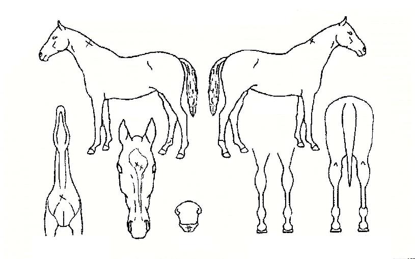 ¾ß»ýº»´ÉÀÇ Ãø¸é,¿ì¸é,µÞ¸é,µÎ»ó,´Ù¸®ÀÇ Æ¯Â¡µµÇØ