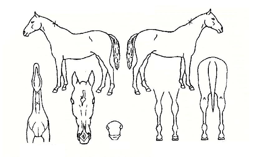 ������������ ����,���,�޸�,�λ�,�ٸ��� Ư¡����