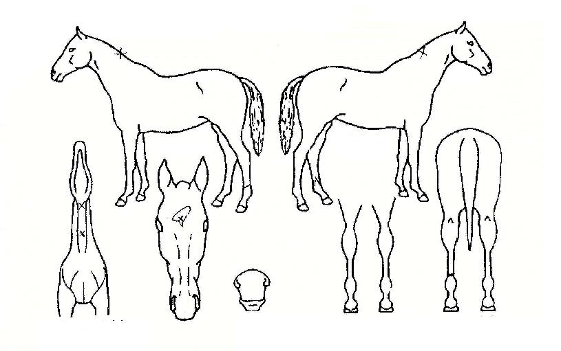 Ŀư���� ����,���,�޸�,�λ�,�ٸ��� Ư¡����