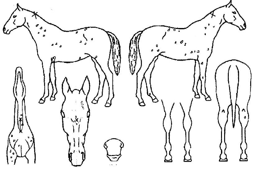 Â÷Â÷ÀÇ Ãø¸é,¿ì¸é,µÞ¸é,µÎ»ó,´Ù¸®ÀÇ Æ¯Â¡µµÇØ