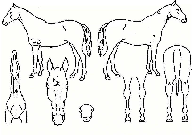 Ä¿¸Çµå¿£µåÈ£ÇÁÀÇ Ãø¸é,¿ì¸é,µÞ¸é,µÎ»ó,´Ù¸®ÀÇ Æ¯Â¡µµÇØ