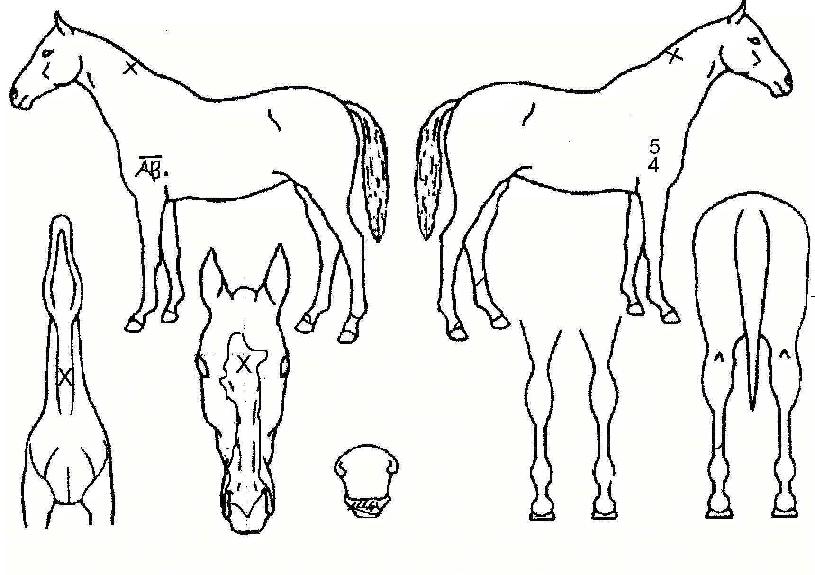 �������Ʈ�� ����,���,�޸�,�λ�,�ٸ��� Ư¡����