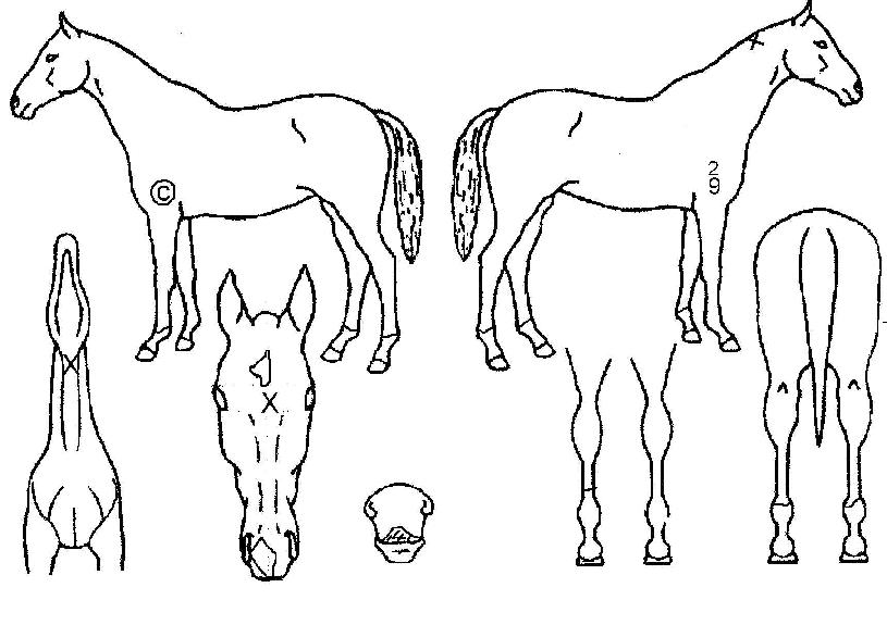 ���̾���� ����,���,�޸�,�λ�,�ٸ��� Ư¡����