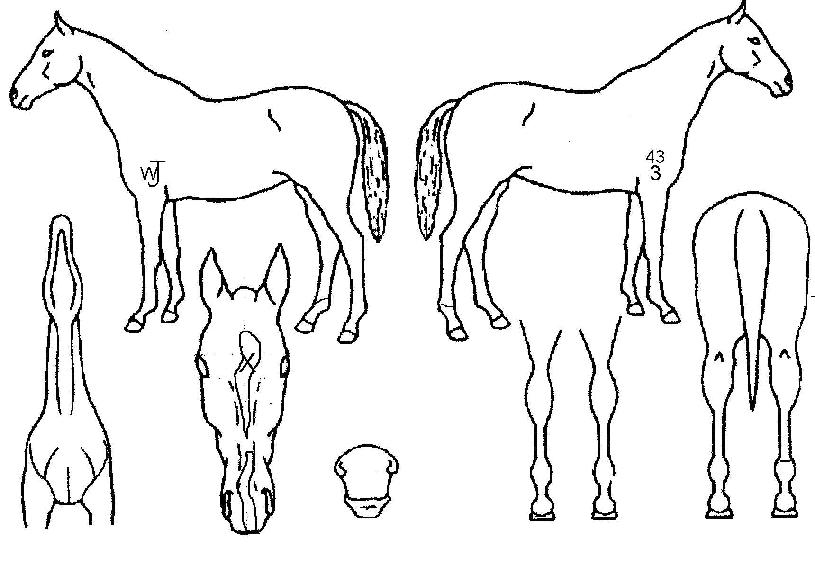 Ĺ·Î¿ÀÇ Ãø¸é,¿ì¸é,µÞ¸é,µÎ»ó,´Ù¸®ÀÇ Æ¯Â¡µµÇØ