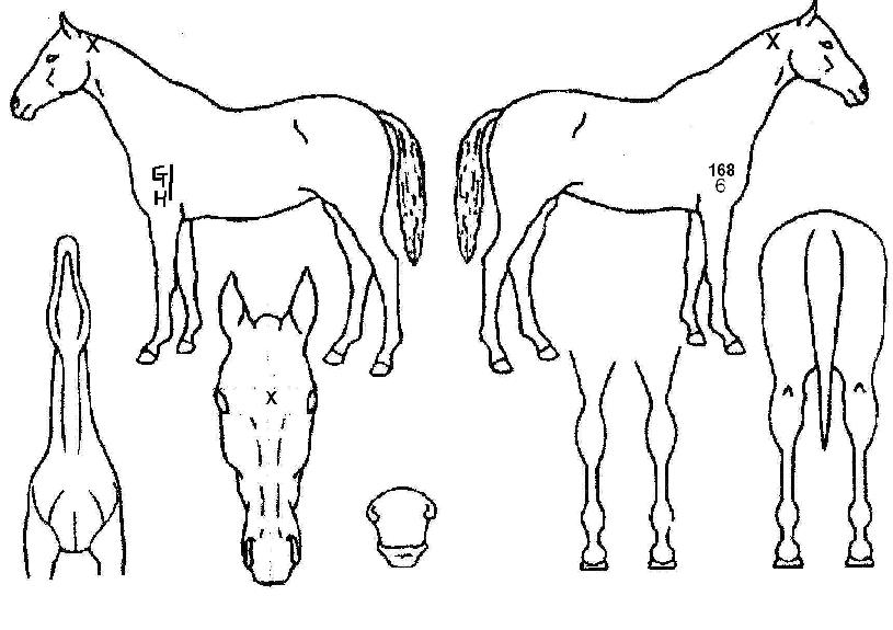 ����Ȳ���� ����,���,�޸�,�λ�,�ٸ��� Ư¡����