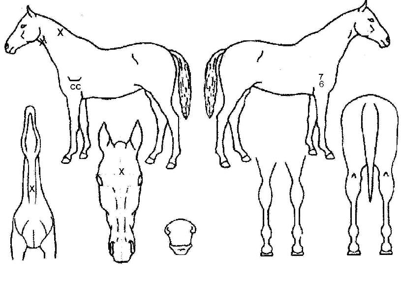 �ض������� ����,���,�޸�,�λ�,�ٸ��� Ư¡����