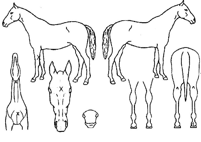 ÄÉÀÌÇÁÄÚ´õÀÇ Ãø¸é,¿ì¸é,µÞ¸é,µÎ»ó,´Ù¸®ÀÇ Æ¯Â¡µµÇØ