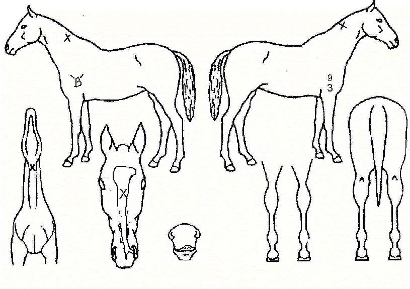 ������ٴϾ��� ����,���,�޸�,�λ�,�ٸ��� Ư¡����