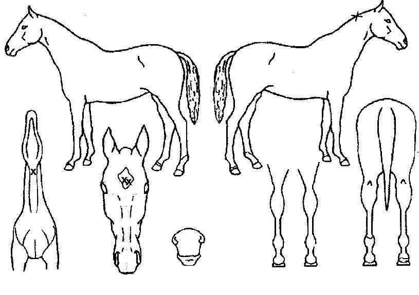 �ҳ�Ÿ���罺�� ����,���,�޸�,�λ�,�ٸ��� Ư¡����