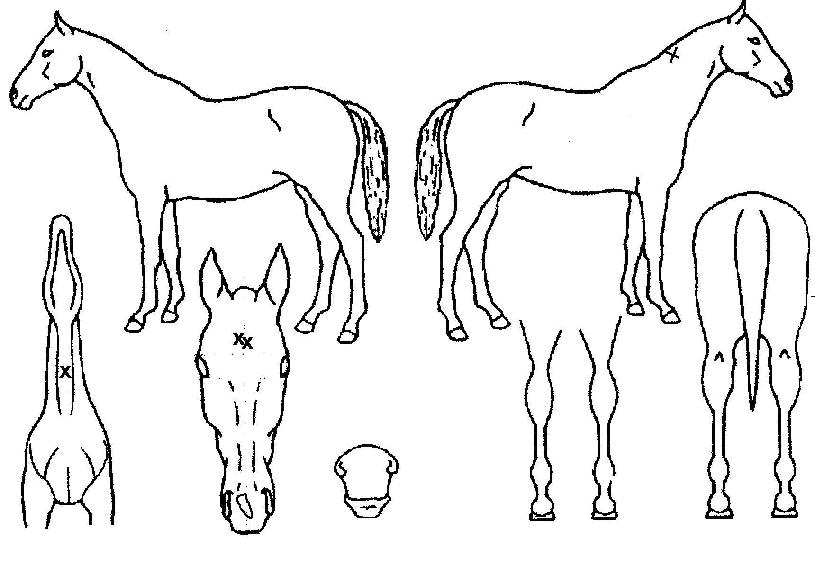 �۽�Ʈ���������� ����,���,�޸�,�λ�,�ٸ��� Ư¡����