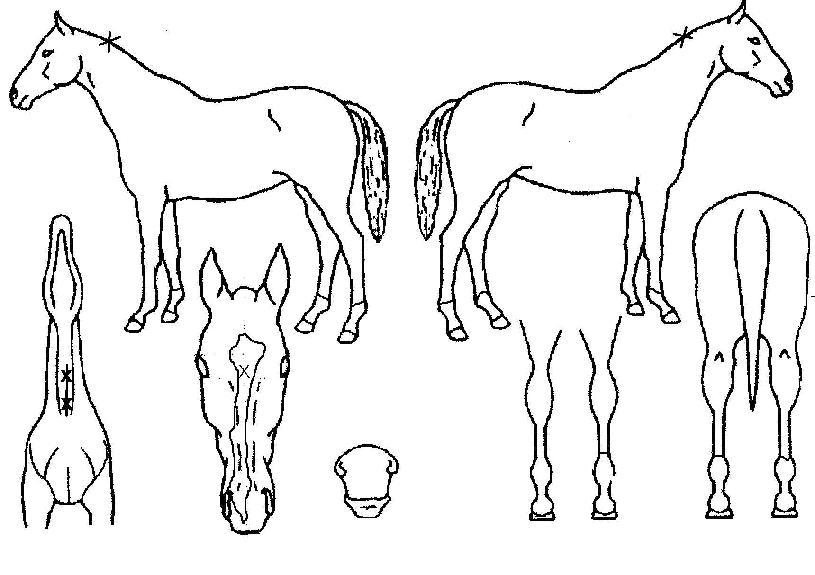 ¿ö¹Ö¾÷ÀÇ Ãø¸é,¿ì¸é,µÞ¸é,µÎ»ó,´Ù¸®ÀÇ Æ¯Â¡µµÇØ