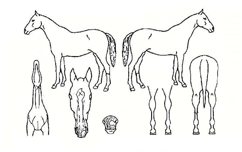 �Ʒ��̿��� ����,���,�޸�,�λ�,�ٸ��� Ư¡����