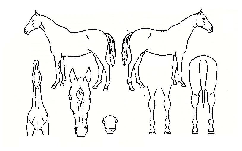 �������� ����,���,�޸�,�λ�,�ٸ��� Ư¡����