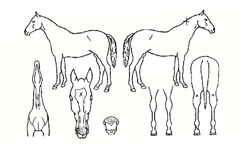 ��¦������ ����,���,�޸�,�λ�,�ٸ��� Ư¡����