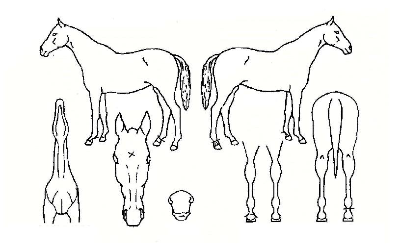 �ôϸ��� ����,���,�޸�,�λ�,�ٸ��� Ư¡����