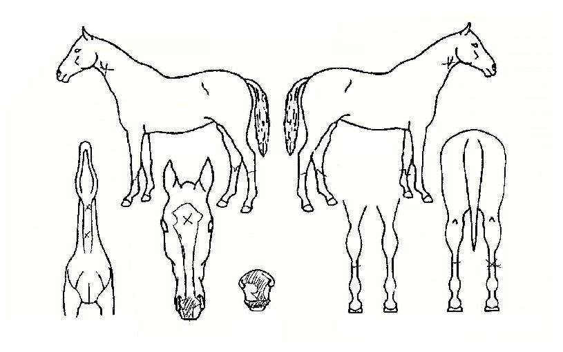 ������ ����,���,�޸�,�λ�,�ٸ��� Ư¡����