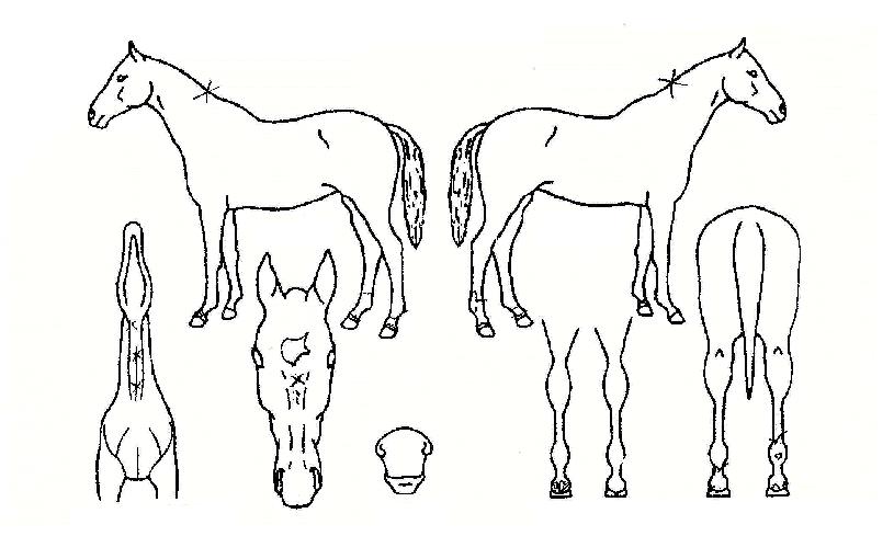 ´ÙÀ̾ÆÄ³½½ÀÇ Ãø¸é,¿ì¸é,µÞ¸é,µÎ»ó,´Ù¸®ÀÇ Æ¯Â¡µµÇØ