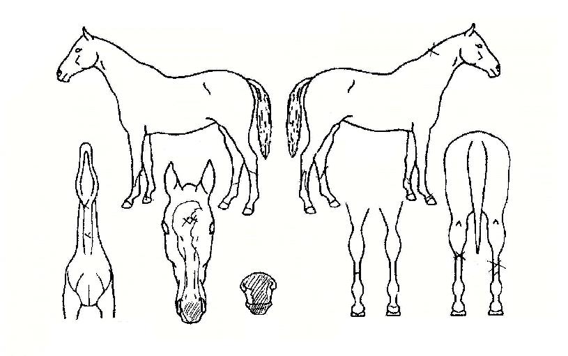 ±ÝÁ¤ÀÇ Ãø¸é,¿ì¸é,µÞ¸é,µÎ»ó,´Ù¸®ÀÇ Æ¯Â¡µµÇØ