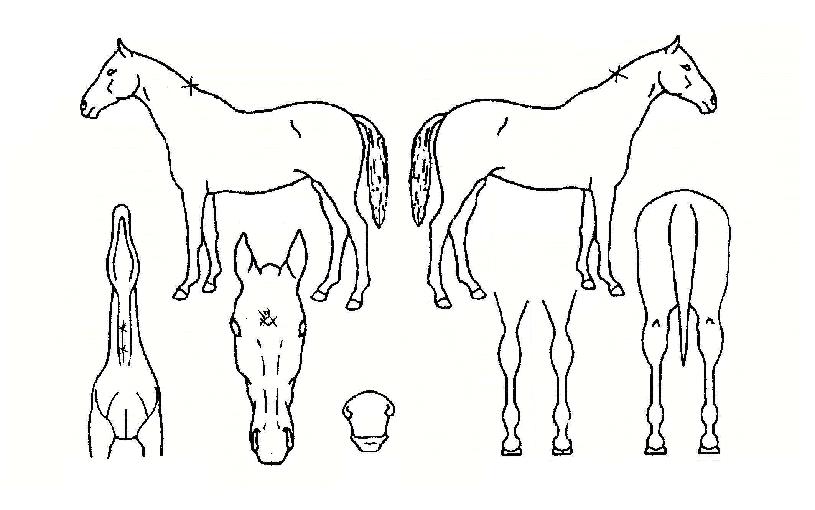 ºê¶óº¸Åõ°Ô´õÀÇ Ãø¸é,¿ì¸é,µÞ¸é,µÎ»ó,´Ù¸®ÀÇ Æ¯Â¡µµÇØ