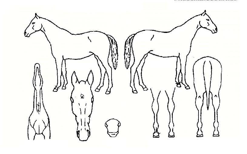 ÅÍÇÁ·±ÀÇ Ãø¸é,¿ì¸é,µÞ¸é,µÎ»ó,´Ù¸®ÀÇ Æ¯Â¡µµÇØ