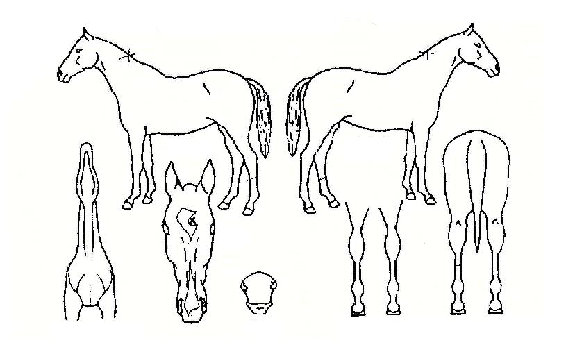 �������� ����,���,�޸�,�λ�,�ٸ��� Ư¡����