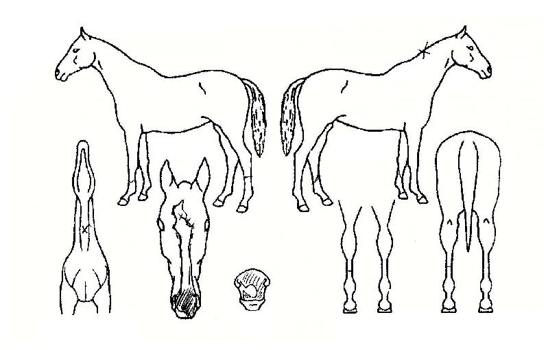 Ä«ÆÛ·¹À̵åÀÇ Ãø¸é,¿ì¸é,µÞ¸é,µÎ»ó,´Ù¸®ÀÇ Æ¯Â¡µµÇØ