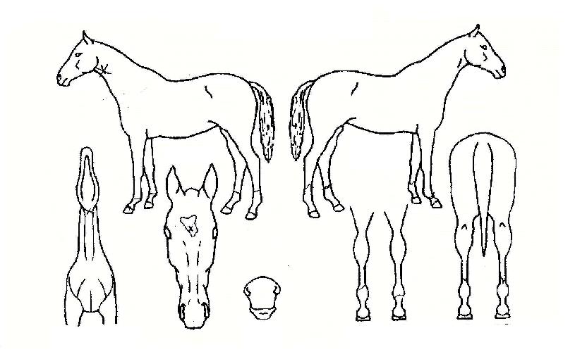 ¹«ÇѺñ½ÂÀÇ Ãø¸é,¿ì¸é,µÞ¸é,µÎ»ó,´Ù¸®ÀÇ Æ¯Â¡µµÇØ