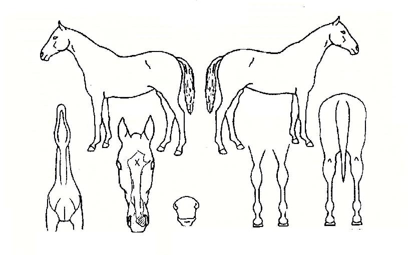 �����α׶��� ����,���,�޸�,�λ�,�ٸ��� Ư¡����